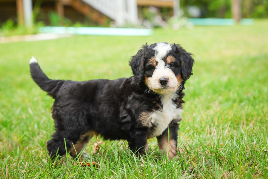 Bernedoodles Maple Valley Puppies