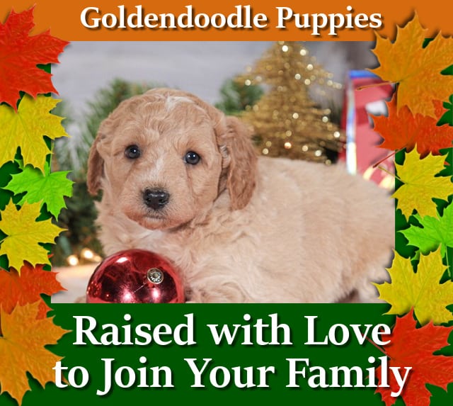 Toy Goldendoodle Puppies Maple Valley Puppies