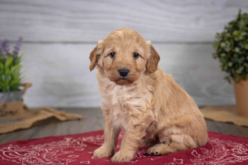 Danny - Goldendoodle Puppy
