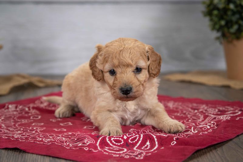 Dominic - Goldendoodle Puppy
