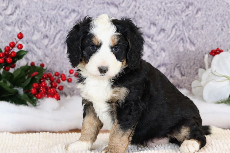 Rudy - Mini Bernedoodle Puppy