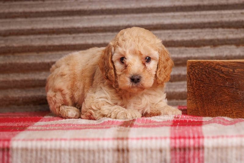 Darcy - F1b Toy Goldendoodle Puppy
