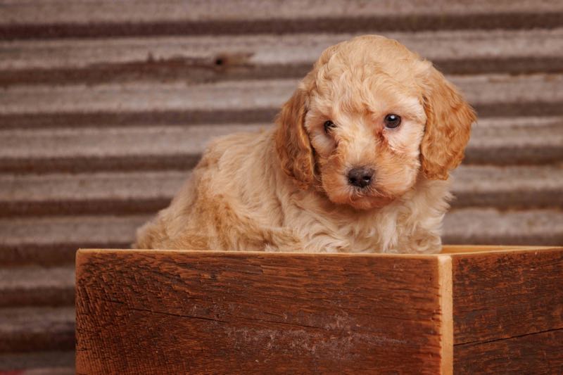 Darcy - F1b Toy Goldendoodle Puppy