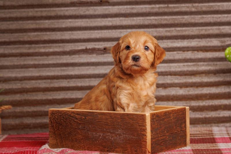 Dexter - F1b Toy Goldendoodle Puppy