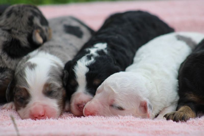 Bernedoodles | Maple Valley Puppies