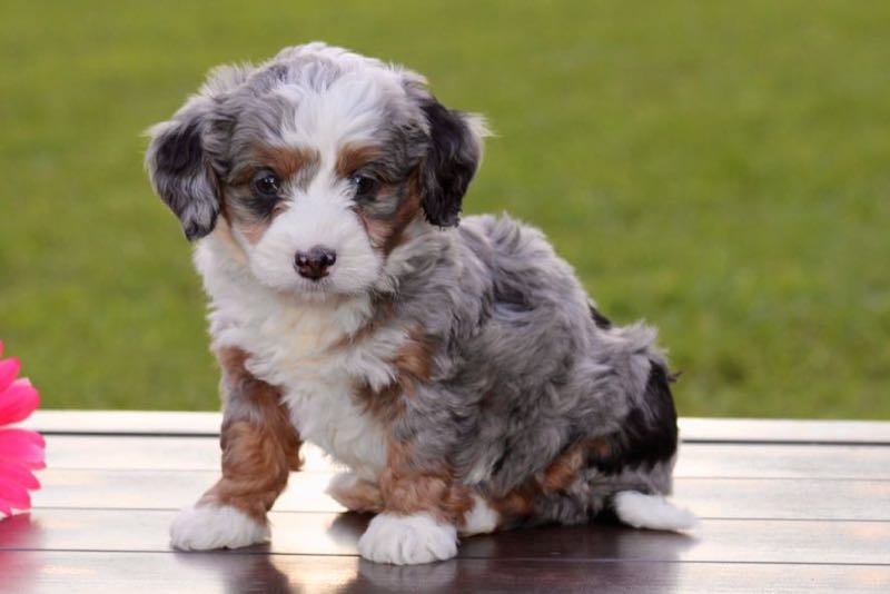 Allen - Mini Bernedoodle Puppy