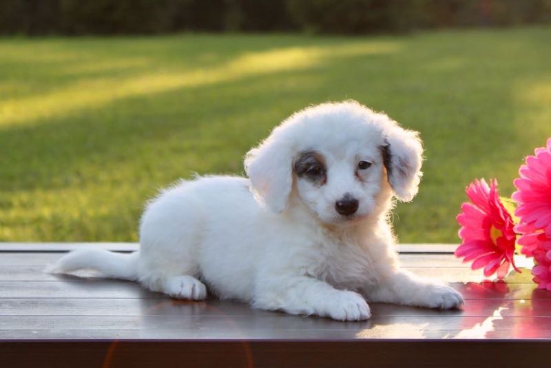 Ashley - Mini Bernedoodle Puppy